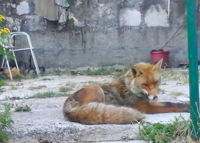 Pagnani Szálloda 3*